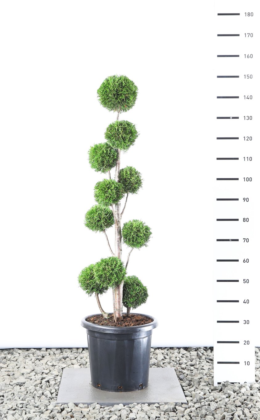 Thuja occ. 'Smaragd' - 80-100 CM PonPon EXTRA in Cont.